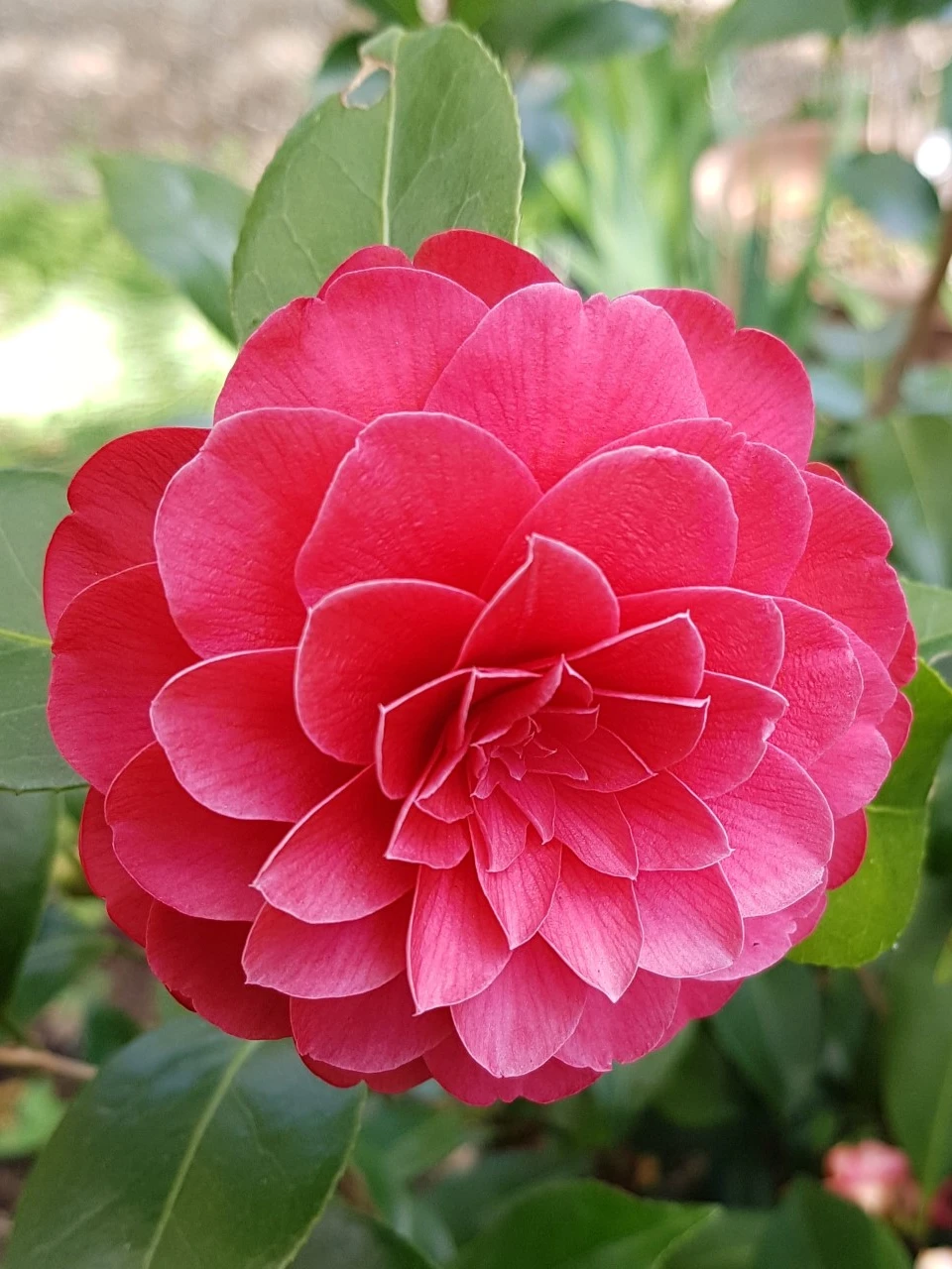 C. japonica 'Spring Fling'